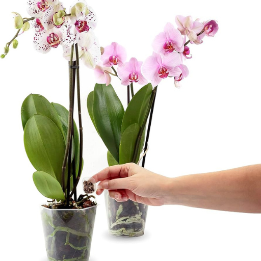 How to Apply Fertilizer to Orchids?