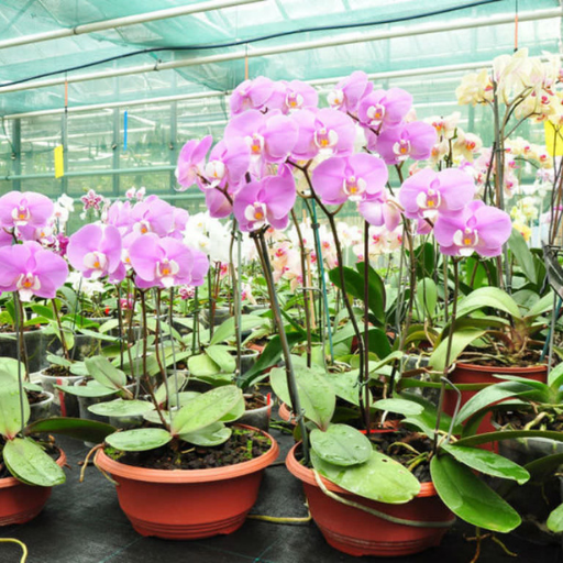 What Are the Nutrient Requirements of Orchids?