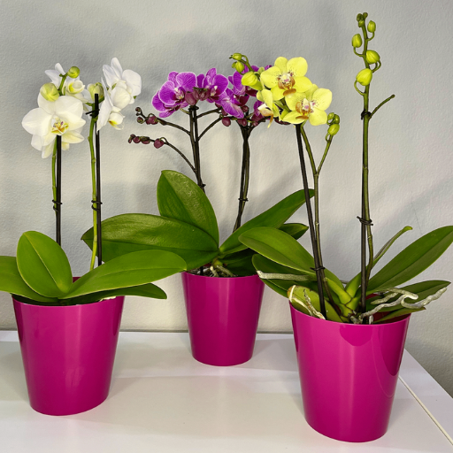 organic fertilizer for orchids
