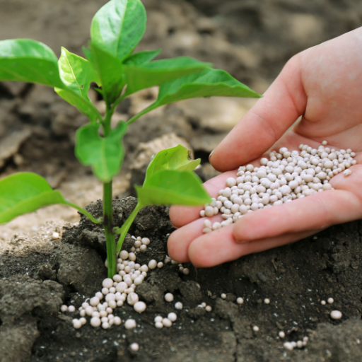 best vegetable fertilizer