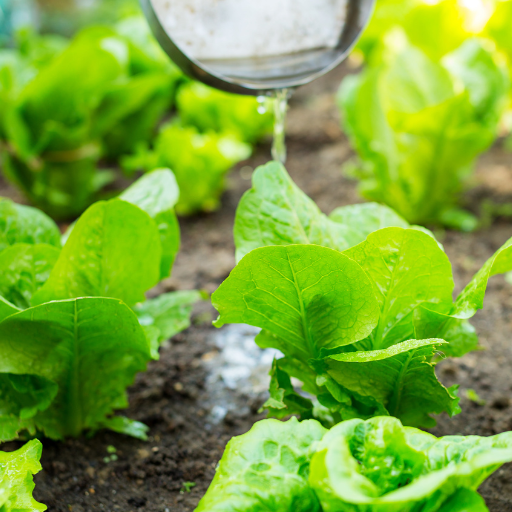 liquid fertilizer for vegetables