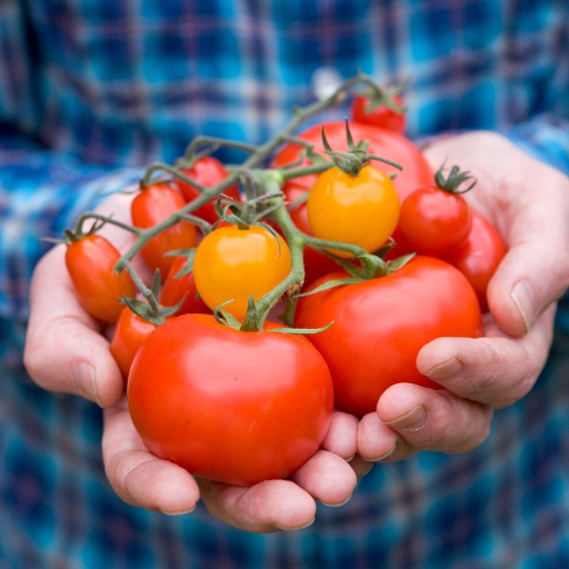 Can You Over-Fertilize Tomato and Pepper Plants?