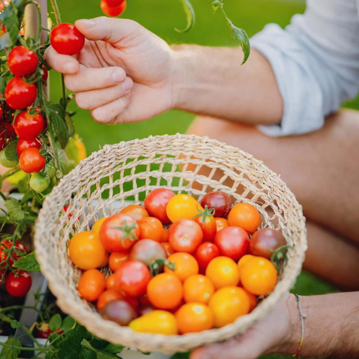 What are the Benefits of Using Organic Fertilizers in Your Vegetable Garden?