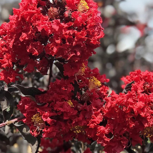 Why is it Important to Fertilize Crape Myrtles?