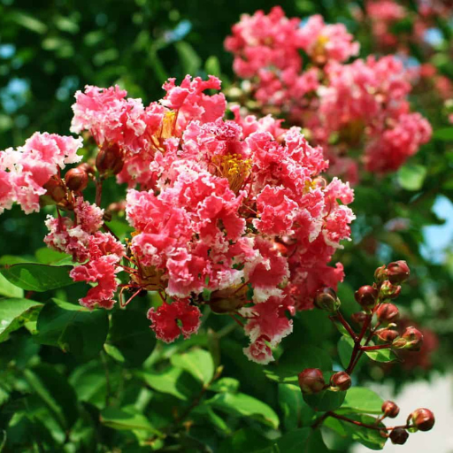 How to Ensure Optimal Growth and Bloom of Crape Myrtles?