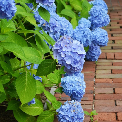 What Is the Best Fertilizer for Hydrangeas?