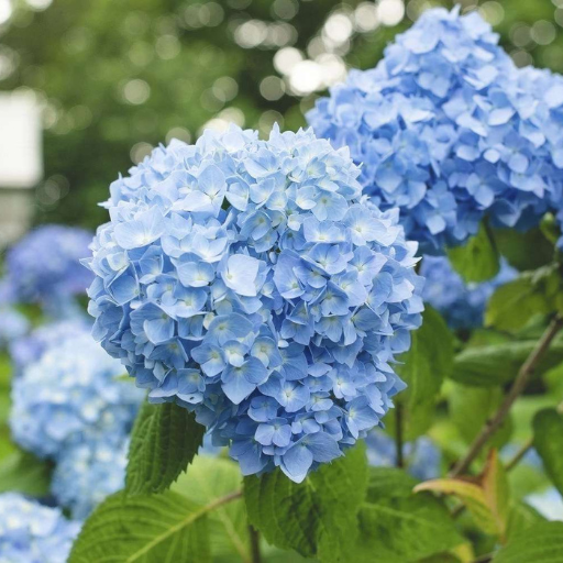 What Nutrients Do Hydrangeas Need?