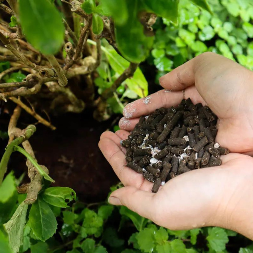 When Is the Best Time to Fertilize Your Hydrangeas?