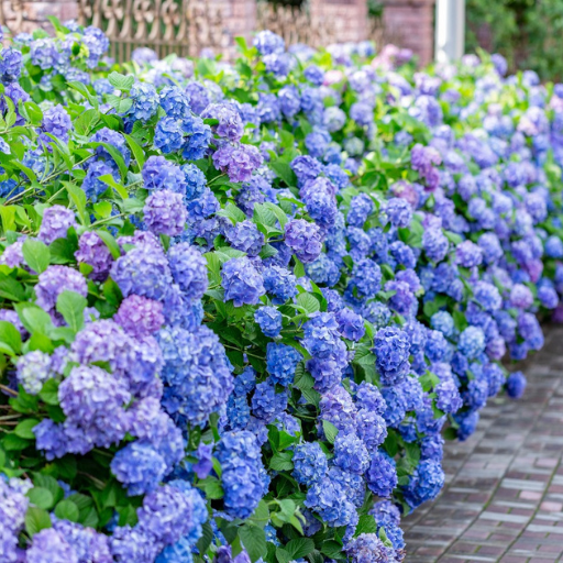 organic fertilizer for hydrangeas
