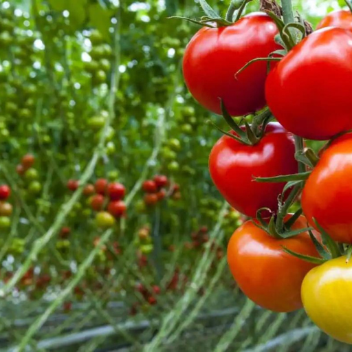 Which Nutrients Are Essential for Tomatoes and Vegetables?