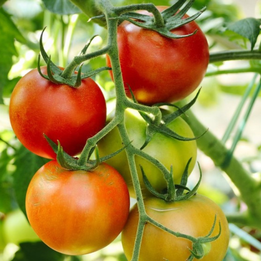 Which Nutrients Are Essential for Tomatoes and Vegetables?