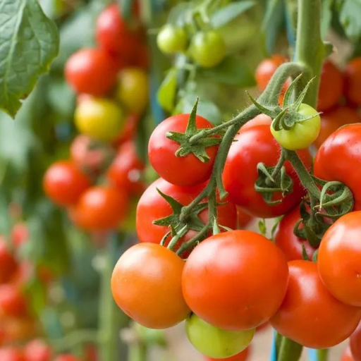 What's the Best Way to Apply Fertilizer to Tomato Plants?