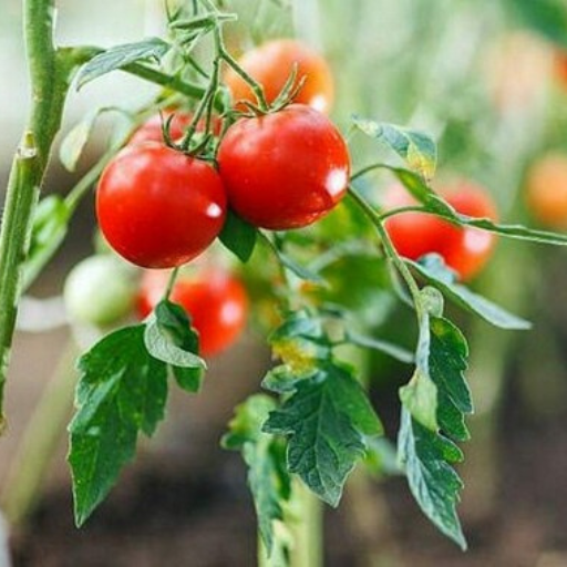 How Often Should You Fertilize Your Tomato Plants?