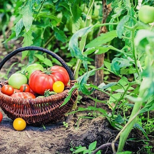 Which Nutrients Do Tomatoes Need the Most?