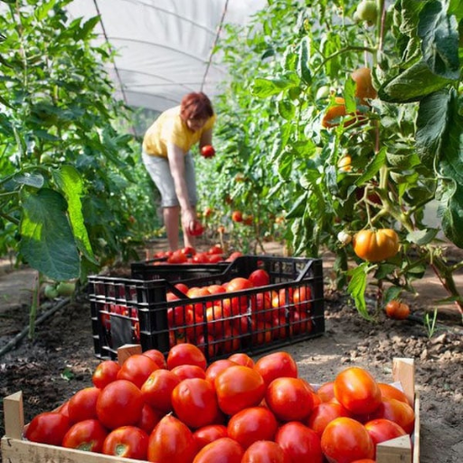 best organic tomato fertilizer
