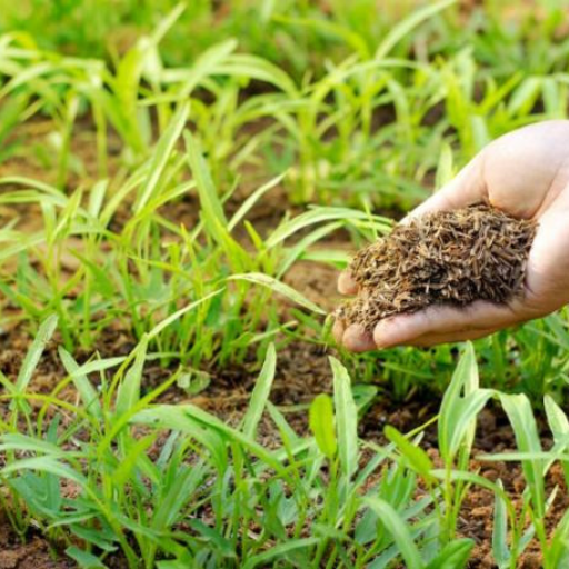 How to Choose the Best Organic Fertilizer for Your Garden