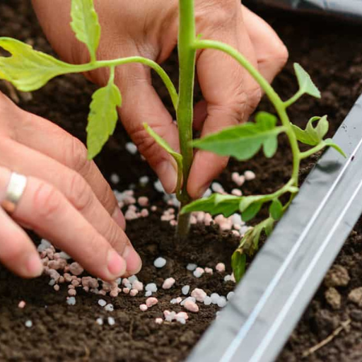 How to Apply Organic All-Purpose Fertilizer Effectively