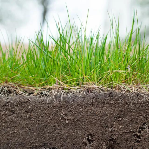 What is organic fertilizer and why choose it for bermudagrass?