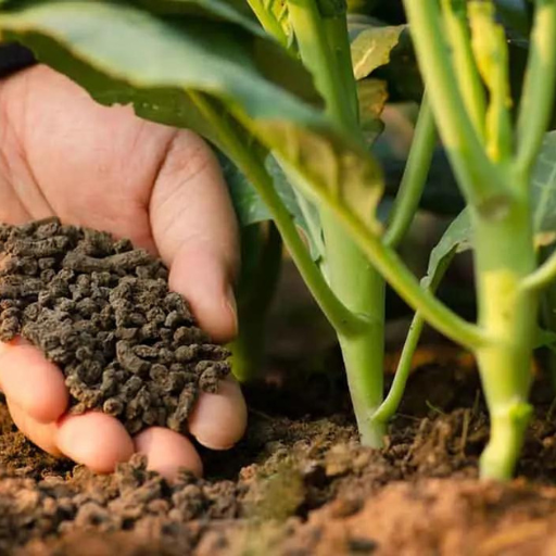 What is Organic Nitrogen Fertilizer?