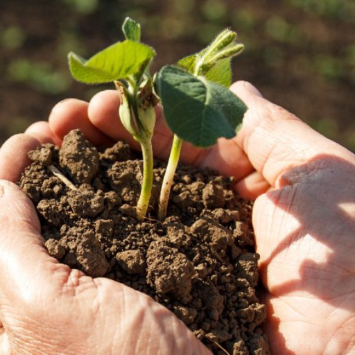 Best Practices for Using Organic Nitrogen Fertilizers