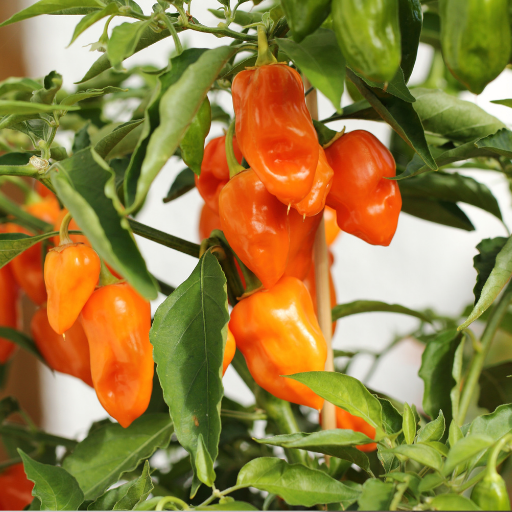 epsom salt and pepper plants