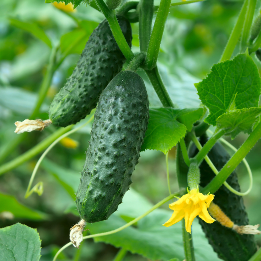 is epsom salt good for cucumber plants