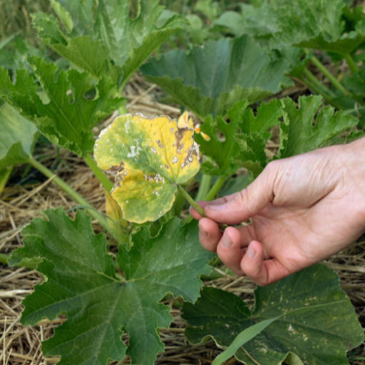 is epsom salt good for cucumber plants