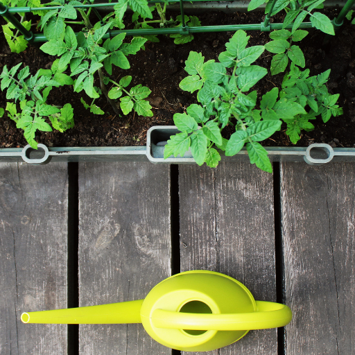 epsom salt and pepper plants