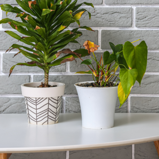 which plants do not like epsom salt