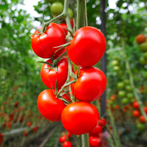 how to apply epsom salt to tomato plants