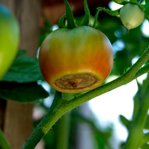 epsom salt on tomato plants