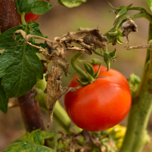 what is the best way to apply epsom salt to plants?