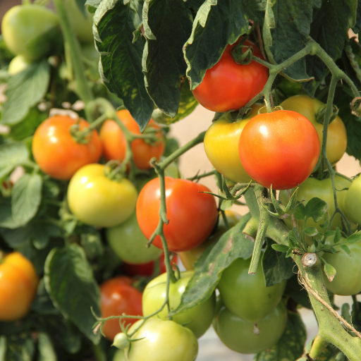 why put epsom salt on tomato plants