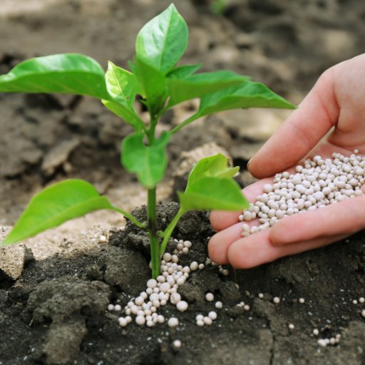 Buy Corn Fertilizer