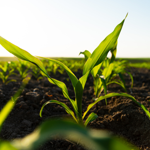 Fertilizer For Corn