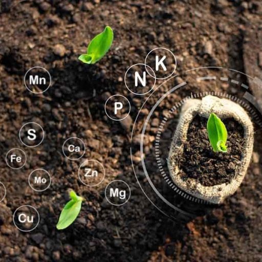 What Are the Main Disadvantages of Using Organic Fertilizer?