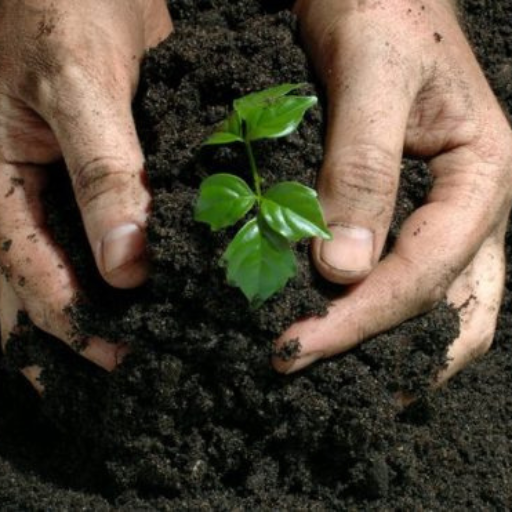 disadvantages of organic fertilizer