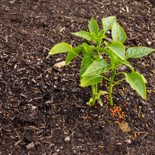 What is an Organic Fertilizer?