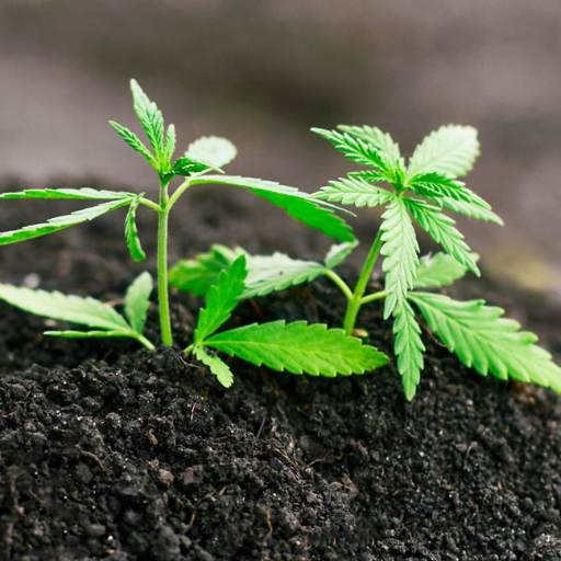 What are the Best Types of Organic Fertilizer for Cannabis Cultivation?