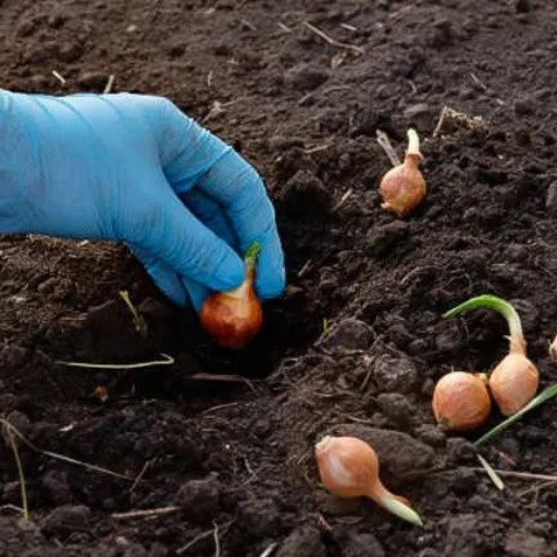 Which Types of Organic Onion Fertilizers Work Best?