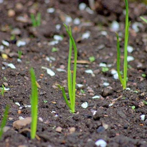 Can You Grow Onions in Containers Successfully?