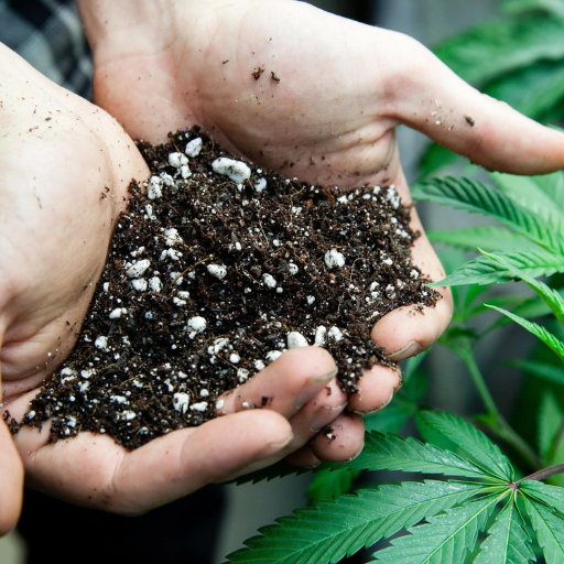 How to Properly Apply Organic Fertilizer to Cannabis Plants