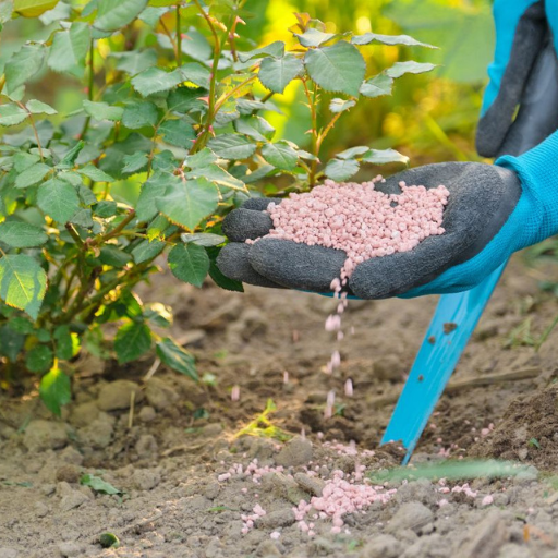 What Is the Best Fertilizer for Organic Roses?