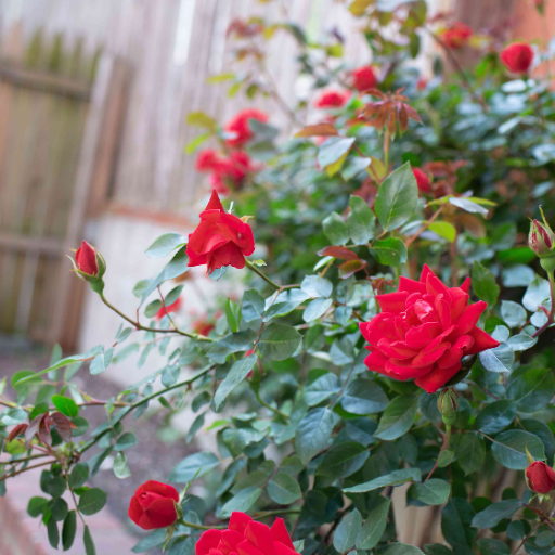 Are There Any Natural Homemade Fertilizers for Roses?