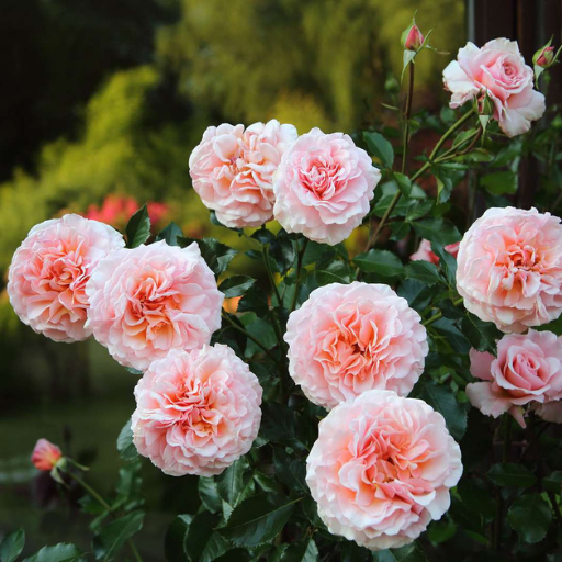 How to Fertilize Roses in Containers