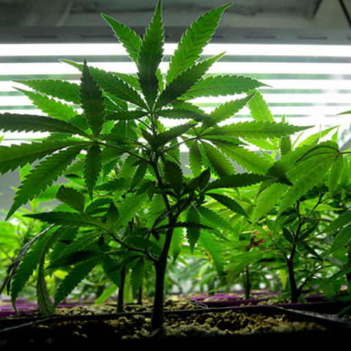 What is Organic Fertilizer and Why Should You Use It for Growing Marijuana?