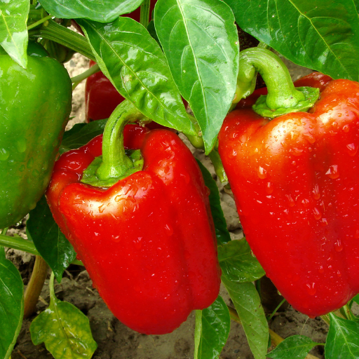 epsom salt on pepper plants