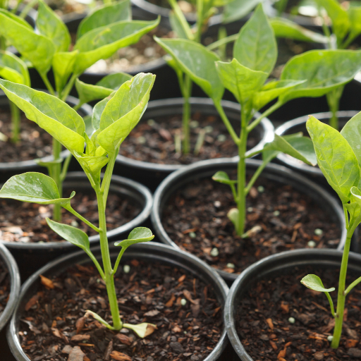 epsom salt on tomato and pepper plants