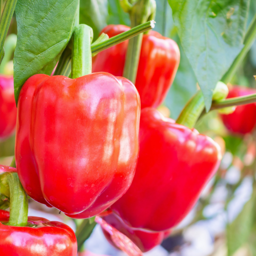 epsom salt on pepper plants