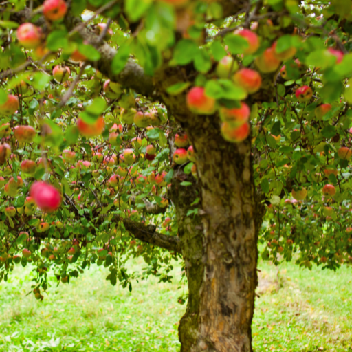 best fertilizer for apple trees